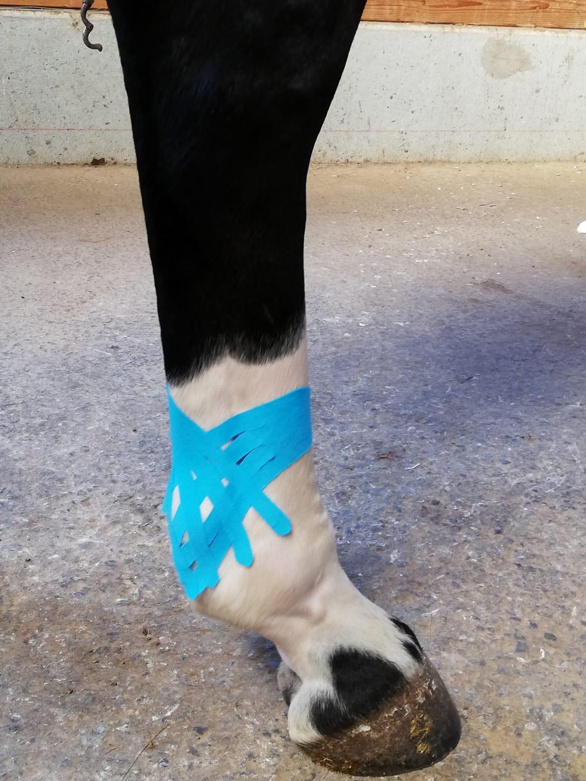 Pferdebein mit blauem Tape am unteren Bein
