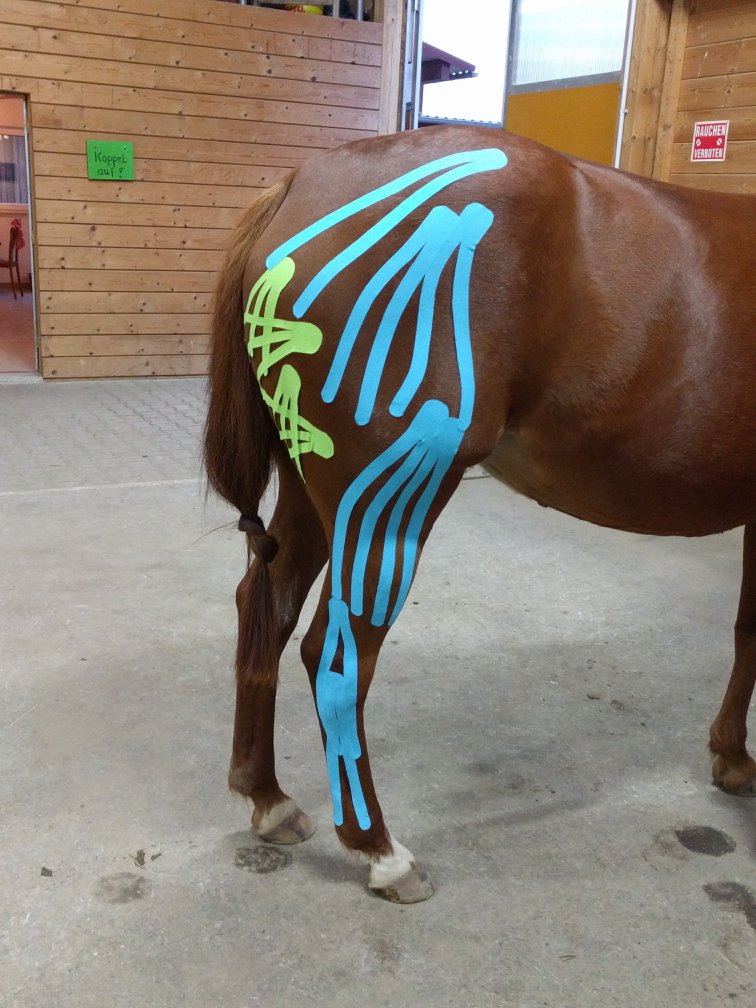 Pferd mit blauem und grünem Tape an Kruppe und Hinterbein